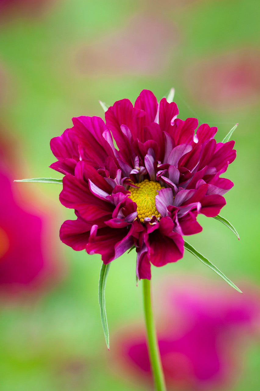 Sarah Raven Seeds Ultimate Cosmos Collection Blumensamen 100 Samen
