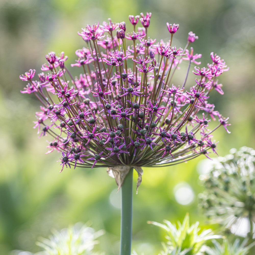 Sarah Raven Allium schubertii Magic Blumenzwiebeln 3 Stück