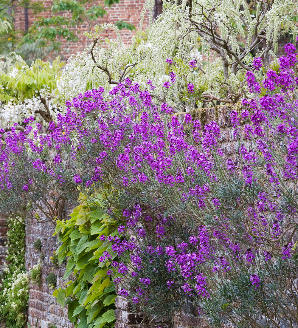 Sarah Raven Plants Erysimum Bowles Mauve Pflanze 3x 9cm lila Dauerblüher