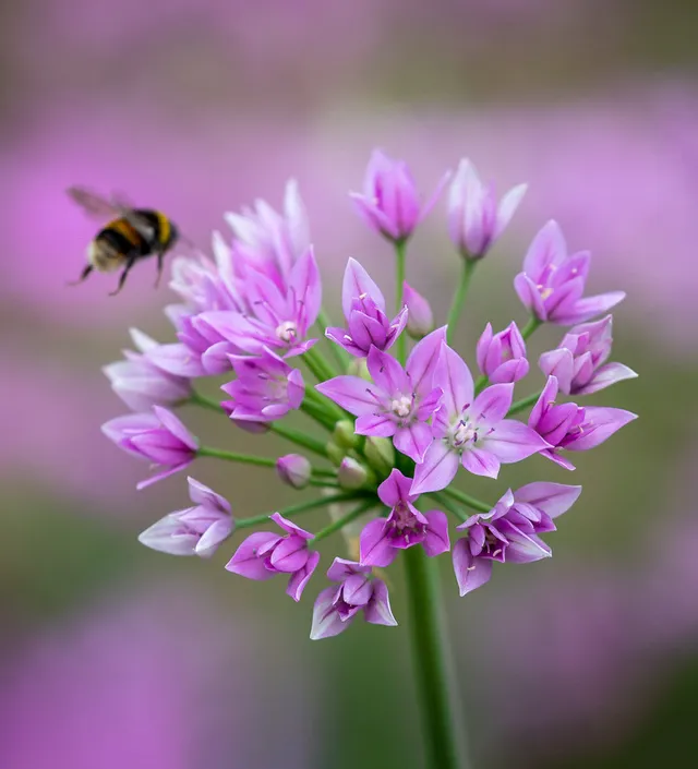 Sarah Raven Bulbs Allium Eros Blumenzwiebeln 15 Stück rosa