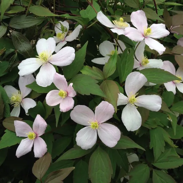 Sarah Raven Plants Clematis Fragrant Spring Pflanze 2L rosa