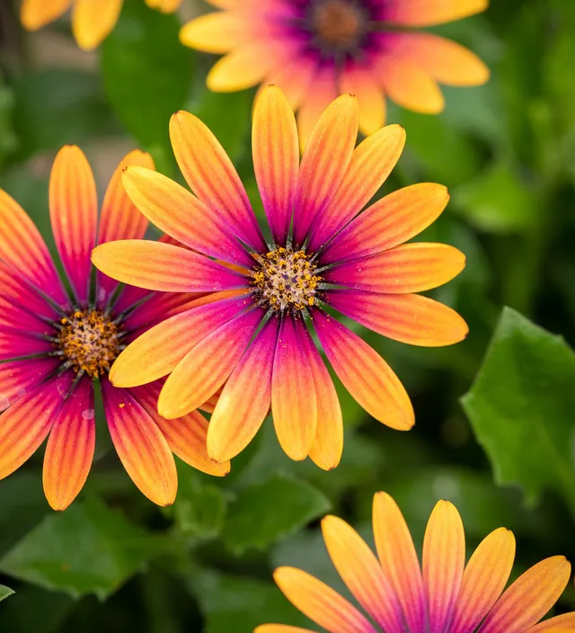 Sarah Raven Plants Osteospermum FlowerPower Purple Sun 3x 9cm lila