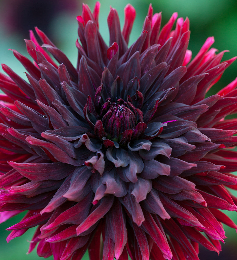 Sarah Raven Dahlien Kollektion Blumenzwiebeln 9 Knollen mix