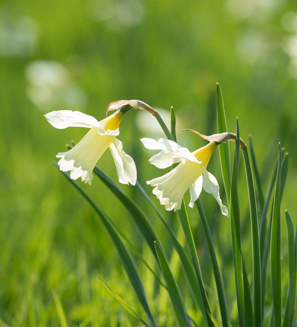 Sarah Raven Narcissus Naturalising Narzissen 50 Zwiebeln Mix
