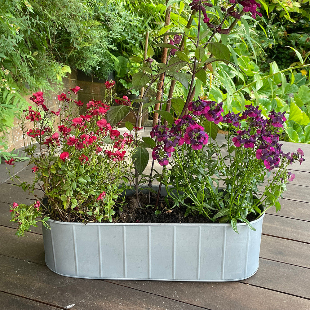 Sarah Raven Gardening Hoxton Fensterkasten Zink 3er Set