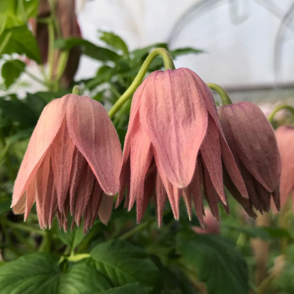 Sarah Raven Plants Clematis macropetala Country Rose Kletterpflanze 2L