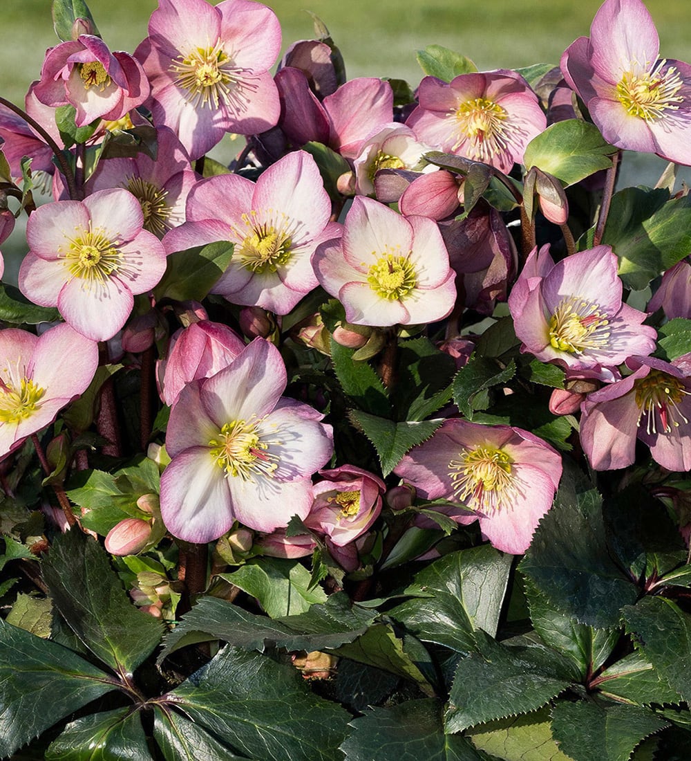 Sarah Raven Plants Helleborus Ice N Roses Rose Christrose 2L rosa