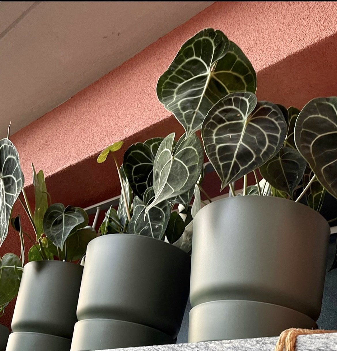 elho Greenville Rund Blumentopf 25 cm Weiß