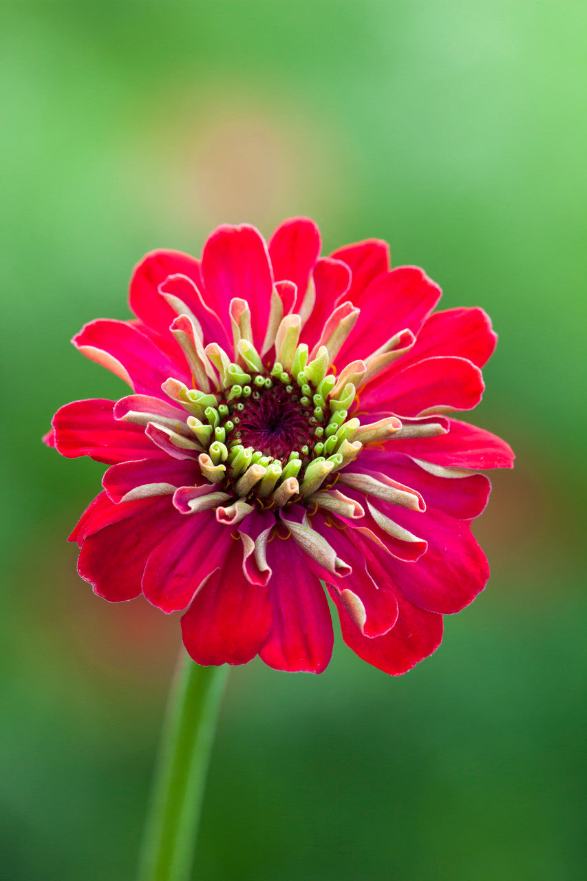 Sarah Raven Seeds Deep Zinnia Collection Samen 30 Samen rot