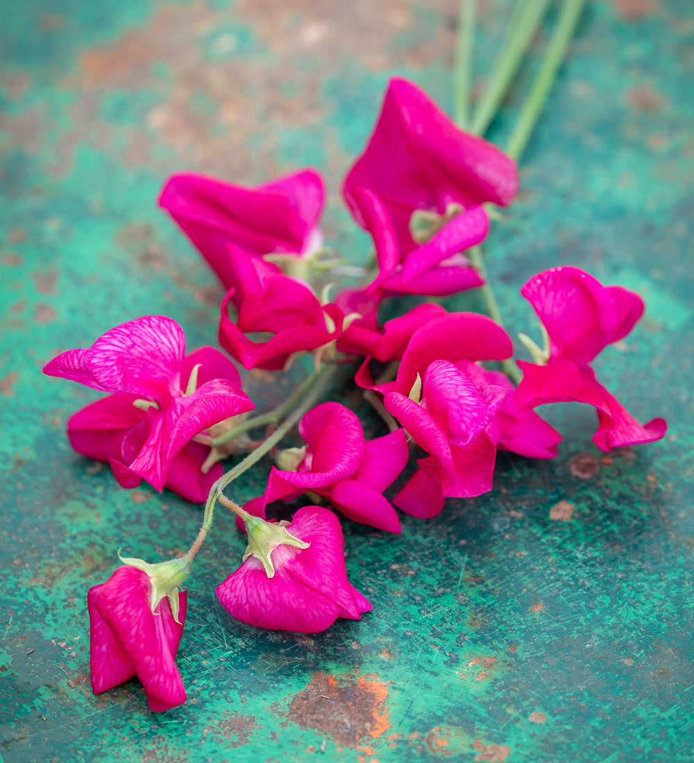 Sarah Raven Plants Brilliant Buckets Sweet Pea 16 Jungpflanzen duftend
