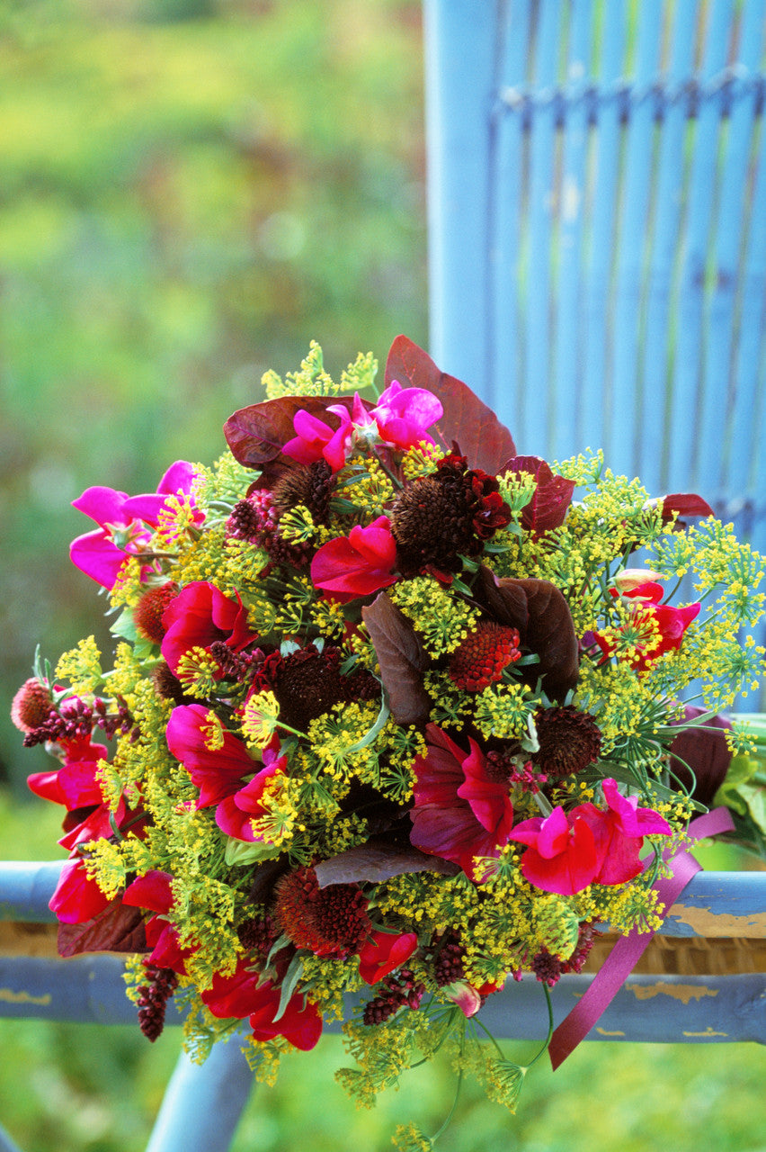 Sarah Raven Atriplex Gartenmelde Samen 200 Samen rot essbar