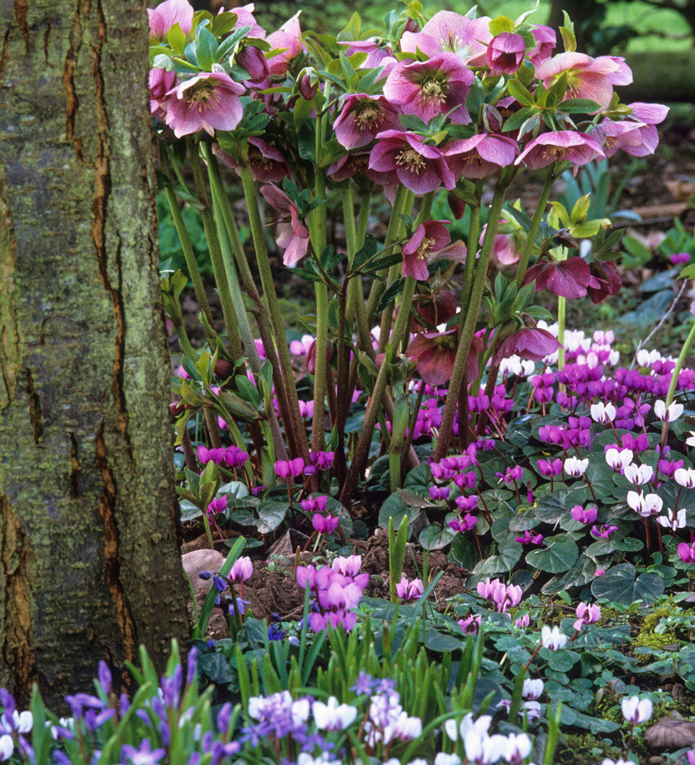 Sarah Raven Bulbs Blumenzwiebeln Schatten 120 Stück naturalisierend