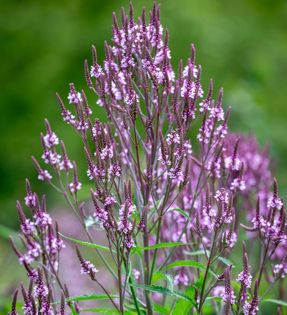Sarah Raven Plants Verbena Pink Spires Pflanze 3x 9cm rosa
