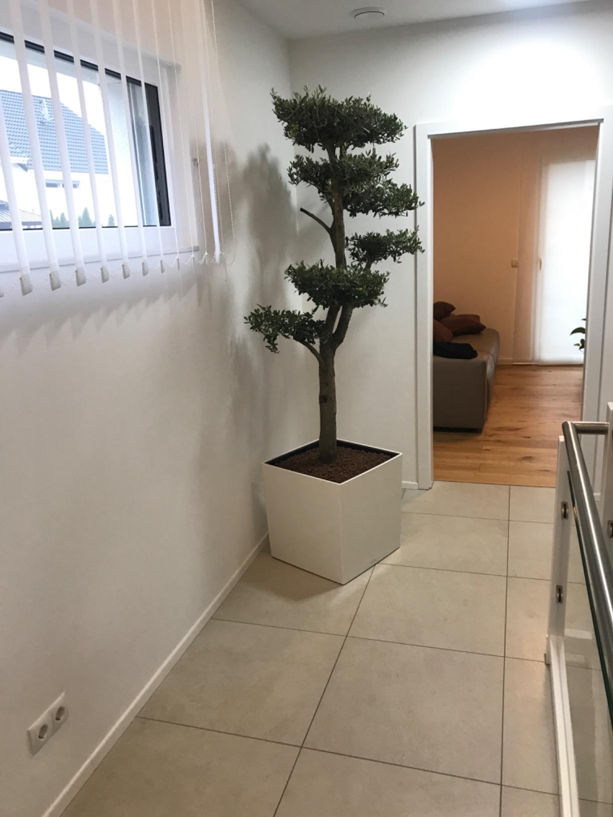Lechuza Cube Premium 40 Pflanzwürfel Weiß Hochglanz 40cm Bewässerung