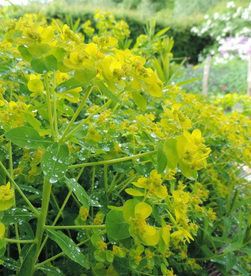 Sarah Raven Plants Euphorbia oblongata 45 Samen Grün