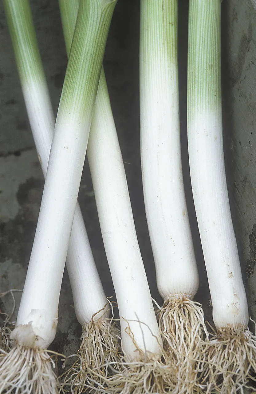 Sarah Raven Leek Autumn Giant 2 Samen 200 Samen bio weiß