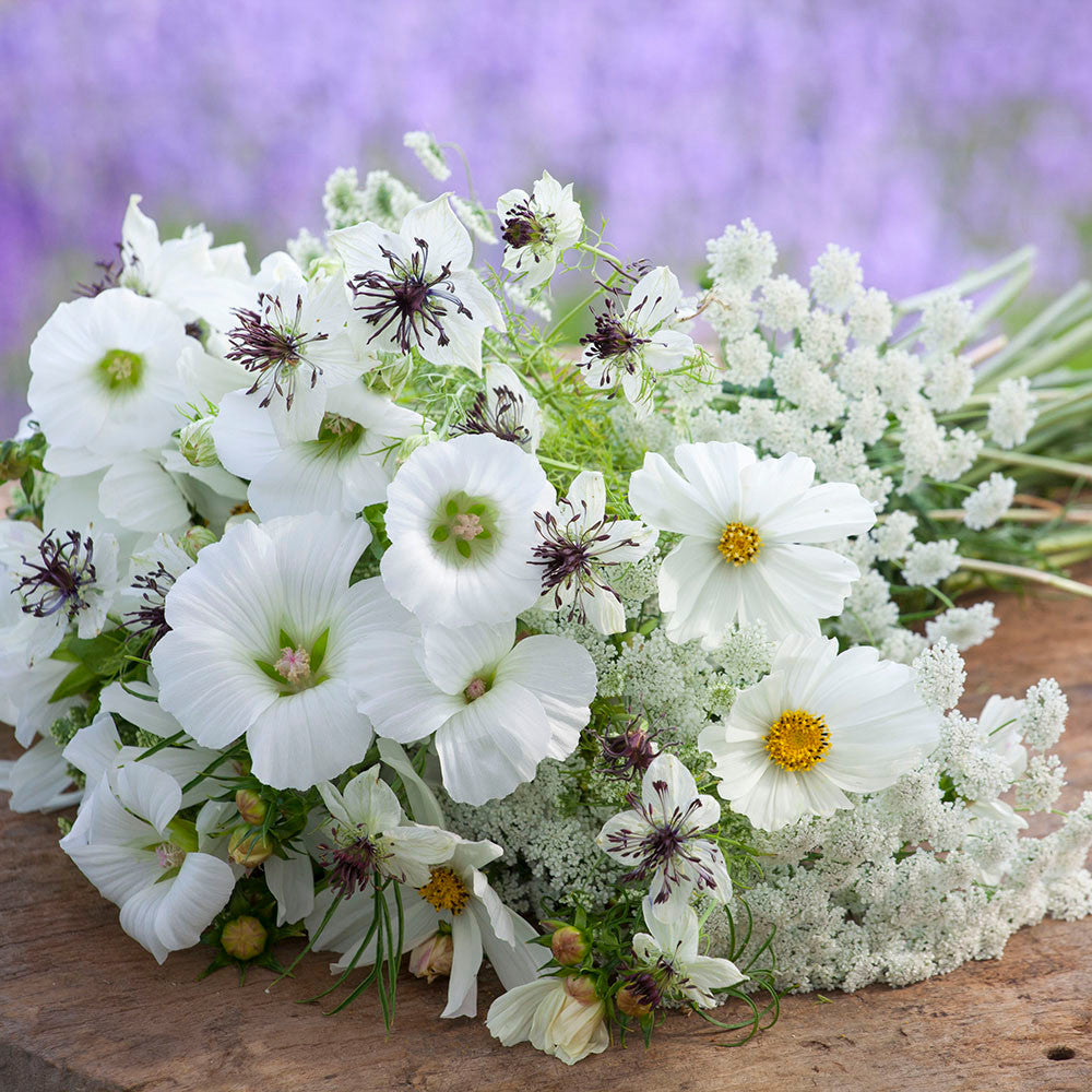 Sarah Raven Seeds White Garden Blumensamen Geschenkbox 4 Tüten weiß