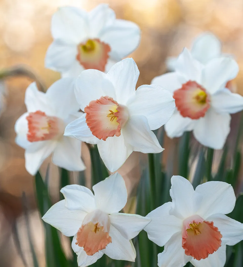 Sarah Raven Bulbs Narzisse Pink Charm Blumenzwiebeln 15 Stück