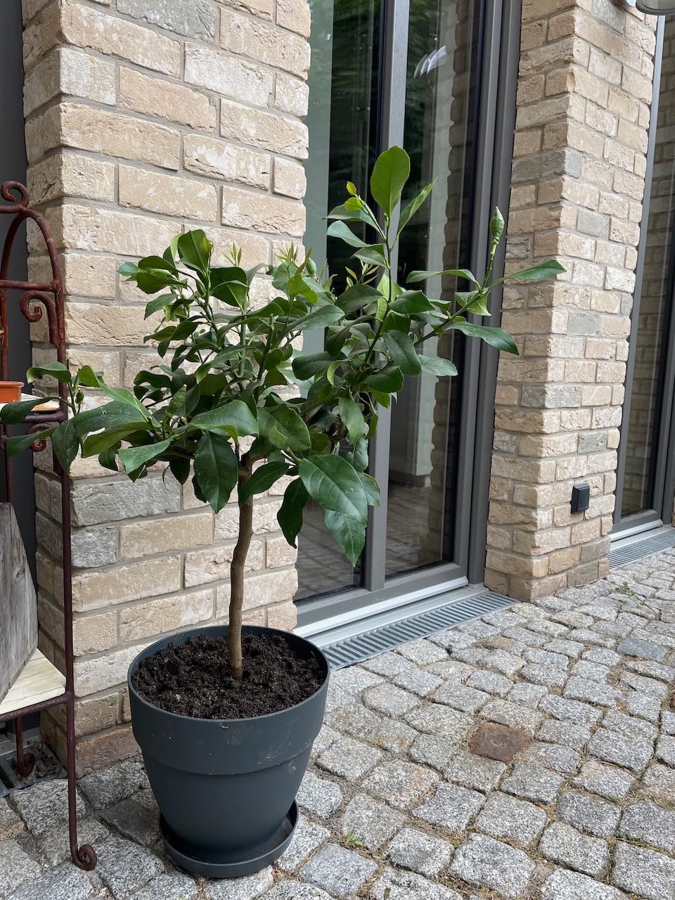 elho Vibia Rund 30 Blumentopf anthrazit 2er Set außen
