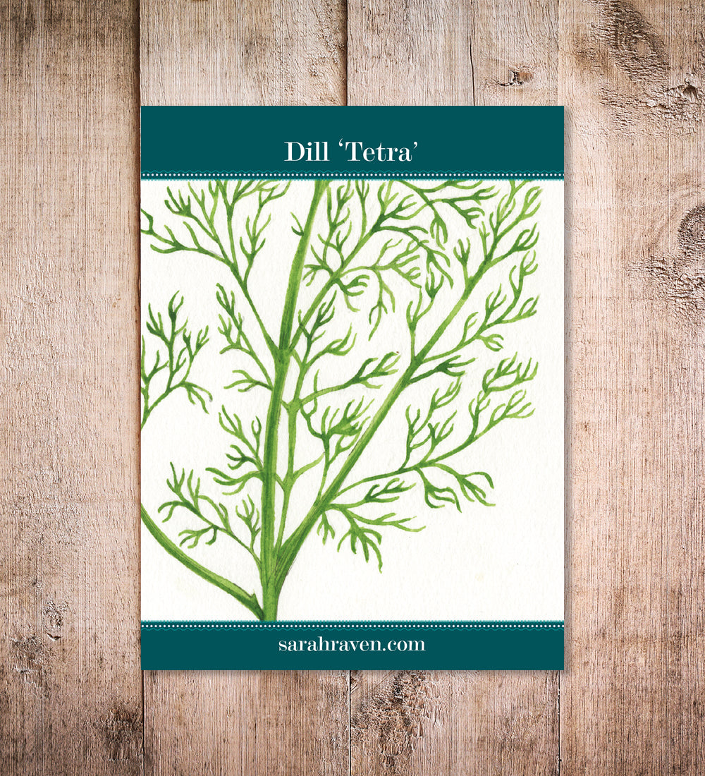 Sarah Raven Seeds Dill Tetra Saatgut 750 Samen schossfest