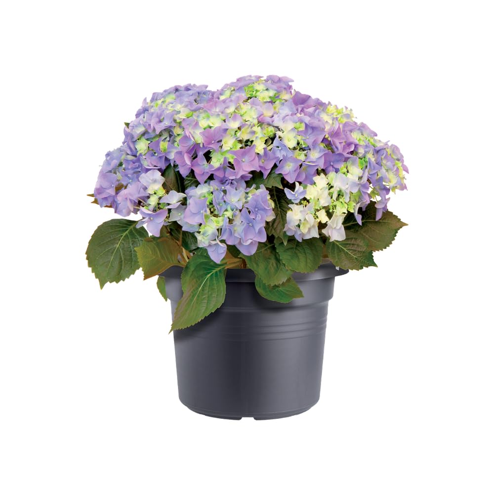 elho Green Basics Cilinder Blumentopf 55 cm Living Schwarz