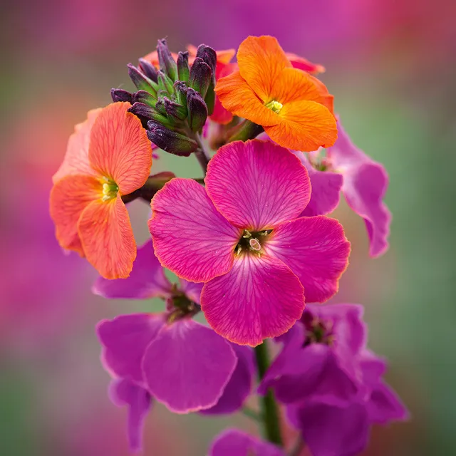 Sarah Raven Plants Erysimum Winter Orchid Goldlack 3x9cm Duftblüte