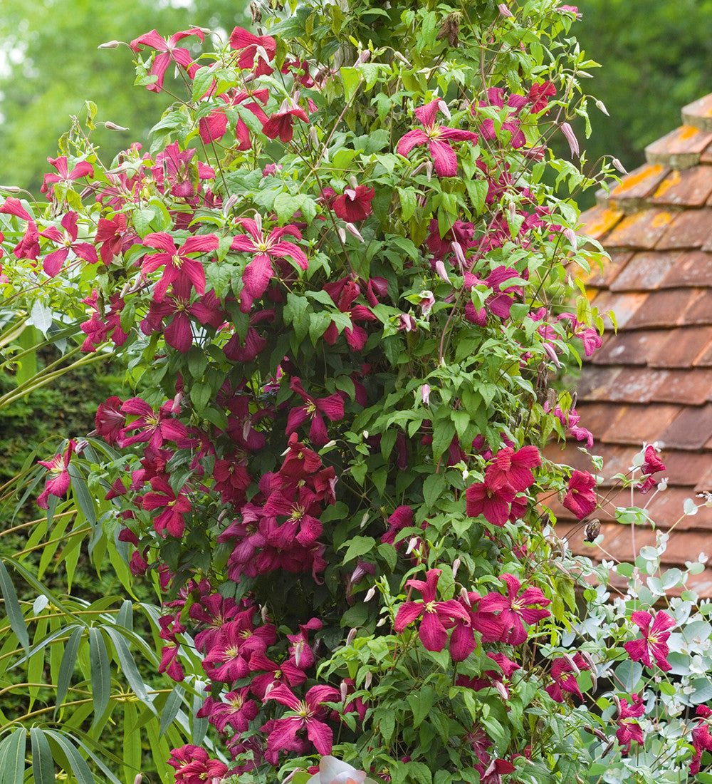 Sarah Raven Plants Clematis viticella Madame Julia Correvon Pflanze 2 Liter