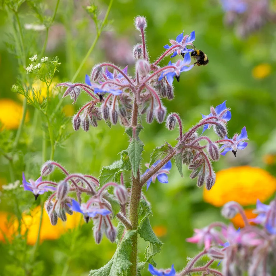 Sarah Raven Seeds Borago officinalis Samen 60 Samen essbar