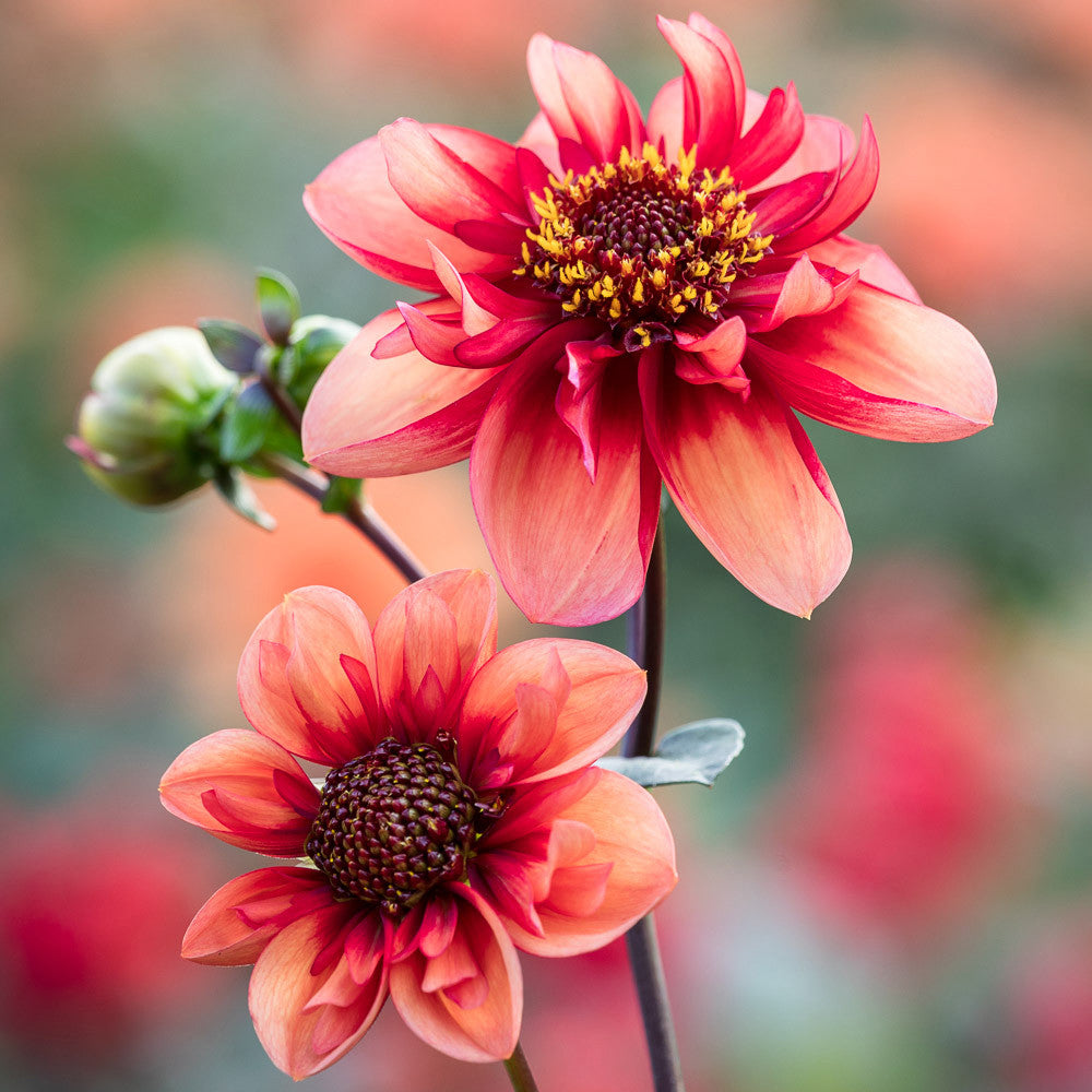 Sarah Raven Bulbs Pompom Party Dahlia Collection Dahlienknollen 5 Knollen Ball