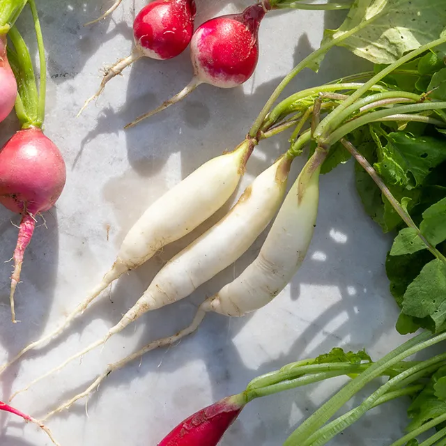 Sarah Raven Seeds Radish Icicle Samen 500 Samen weiß lang