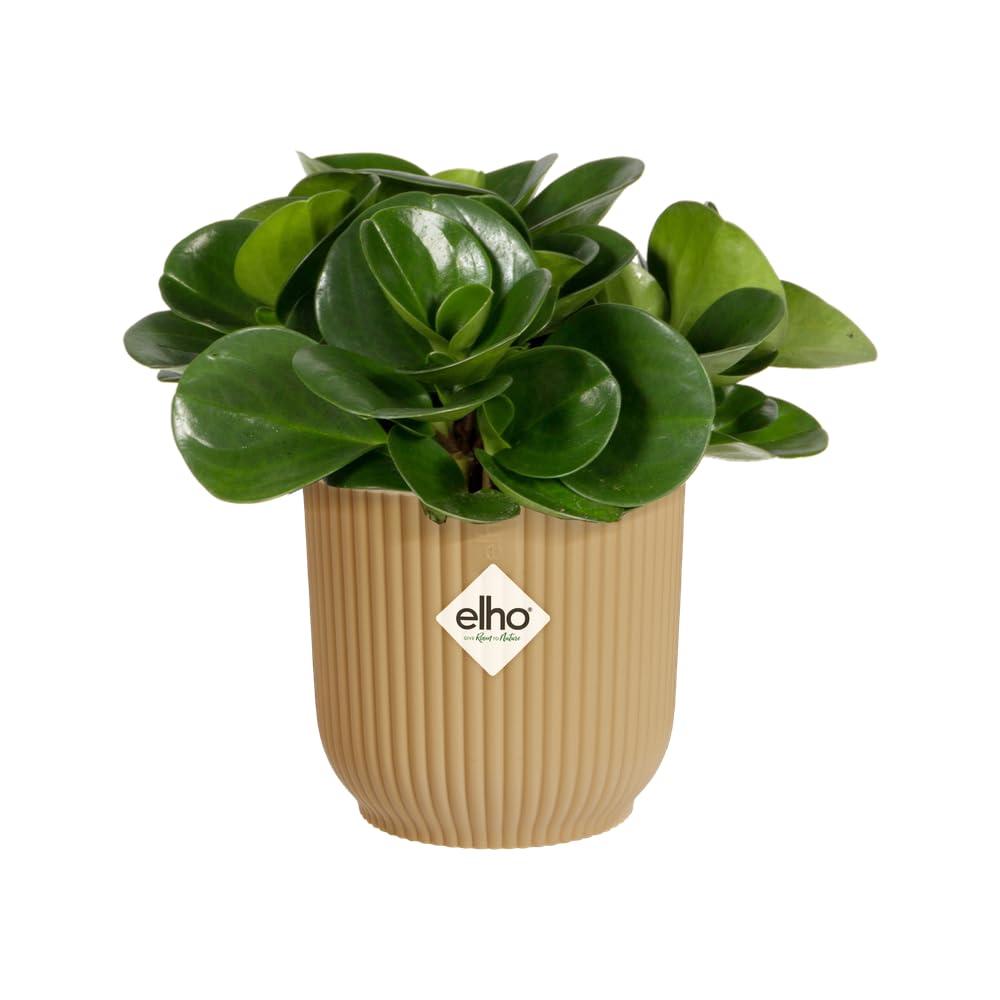 elho Vibes Blumentopf Mini 7cm buttergelb rund für innen