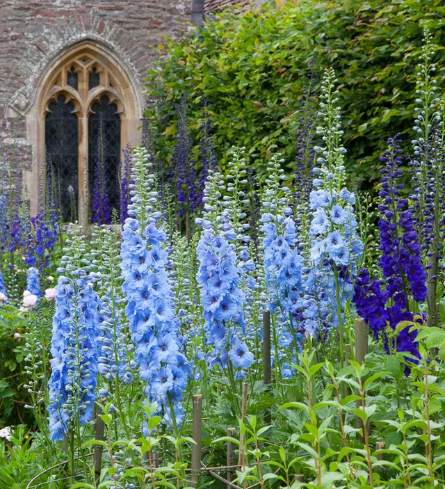 Sarah Raven Plants Delphinium Border Collection Rittersporn 6x 9cm Töpfe