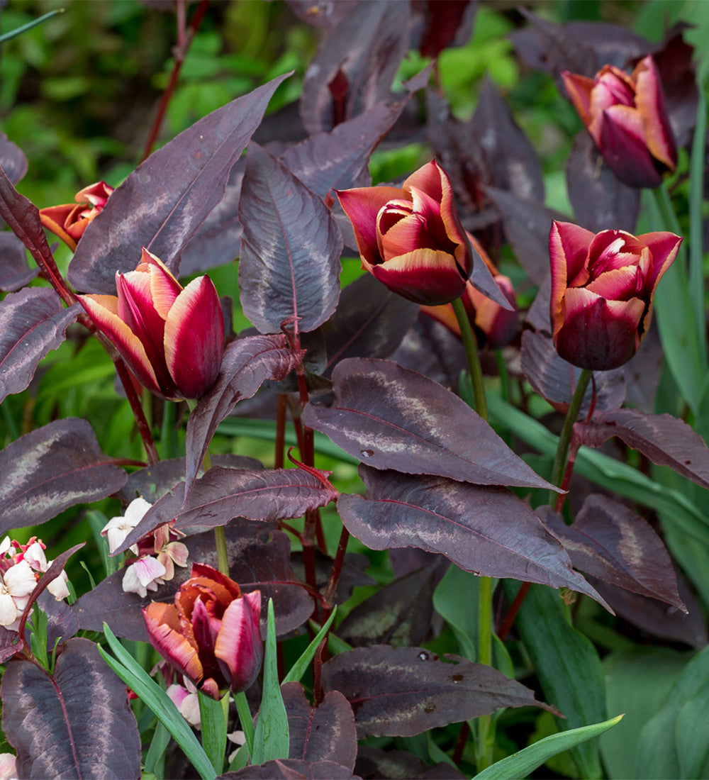Sarah Raven Bulbs Tulpe Slawa Blumenzwiebeln 10 Stück rot