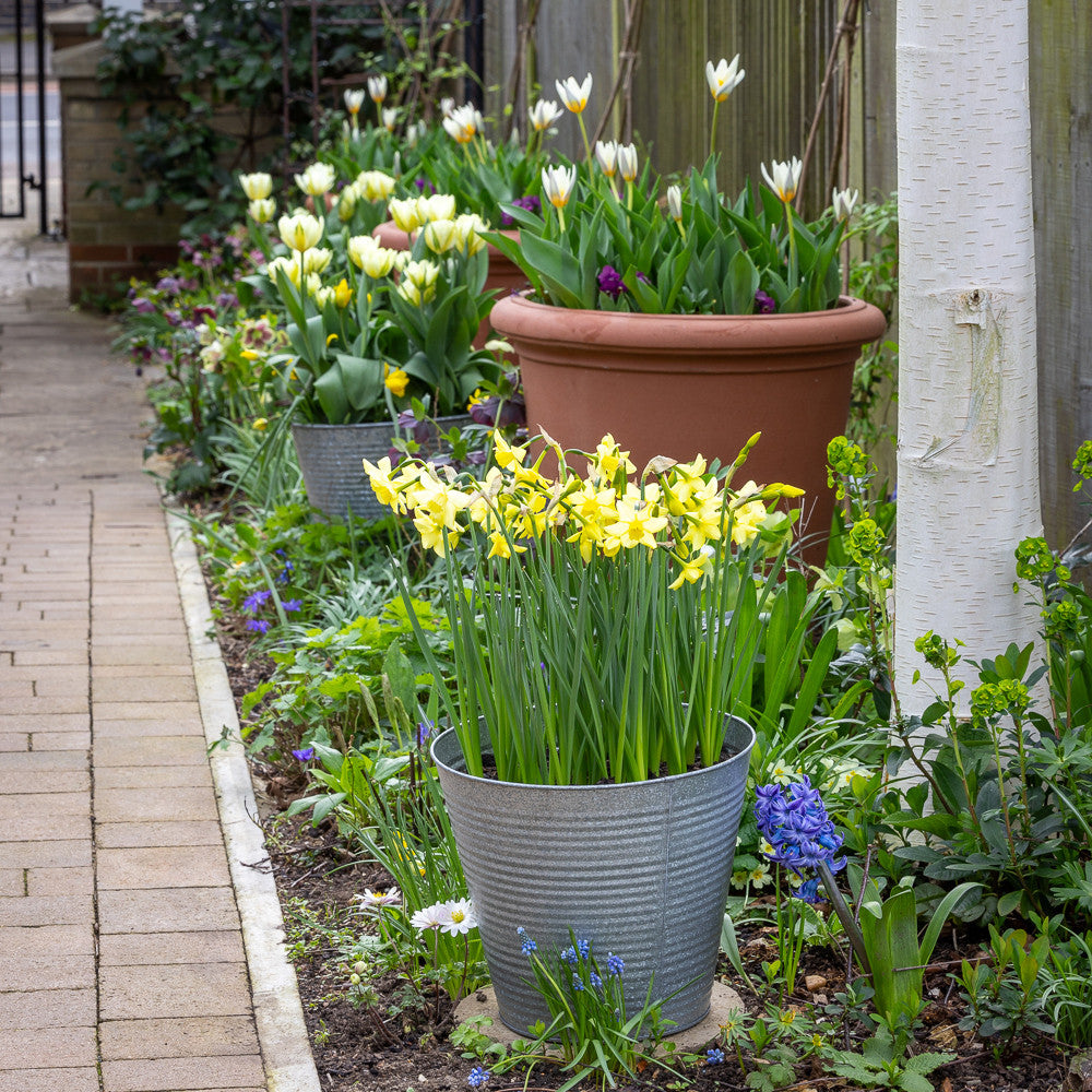 Sarah Raven March Marvels Bulb Collection Blumenzwiebeln 45 Stück