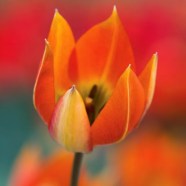 Sarah Raven Bulbs Tulip orphanidea Blumenzwiebeln 15 St. kupferorange
