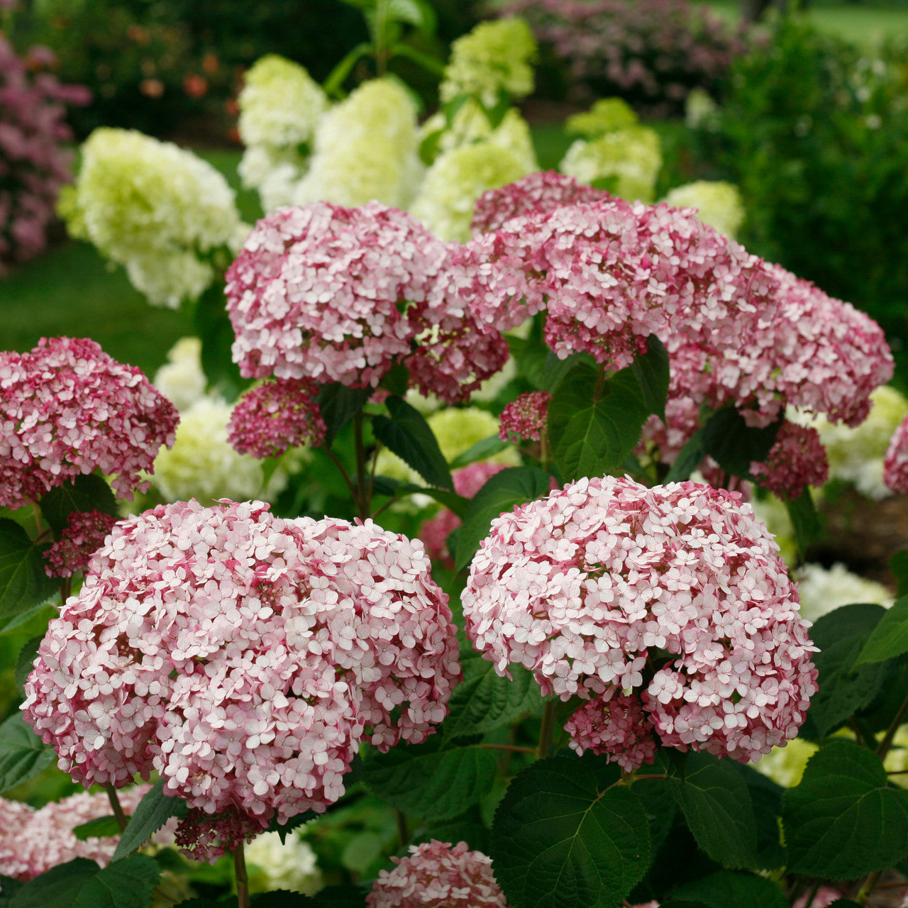 Sarah Raven Plants Incrediball Blush Hortensie 3 Liter Topf rosa