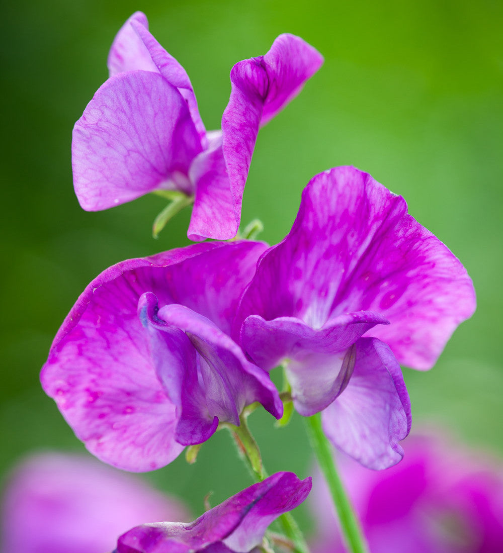 Sarah Raven Sweet Pea Collection Wicken 5 Samen
