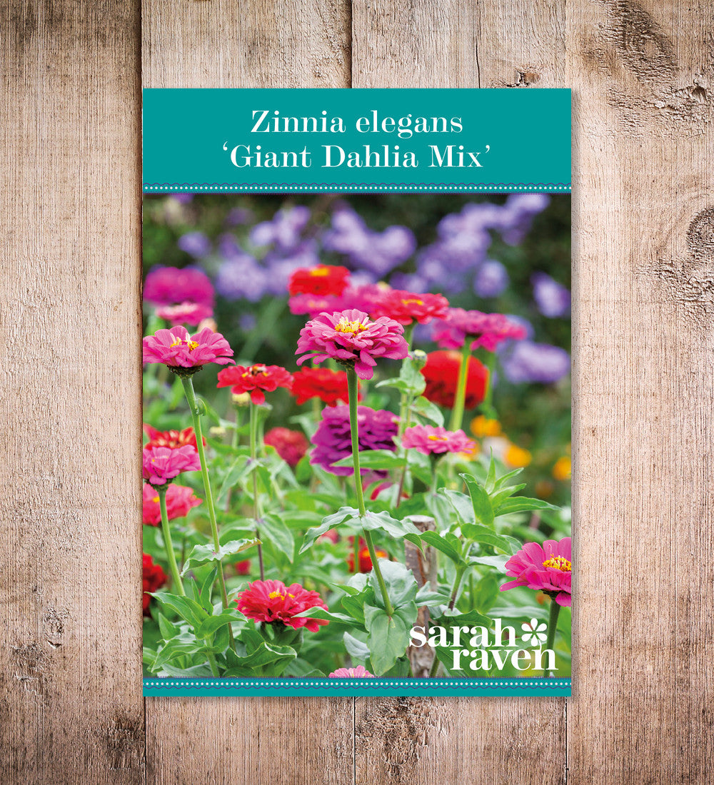Sarah Raven Zinnia Giant Dahlia Mix Samen 60 Samen bunt
