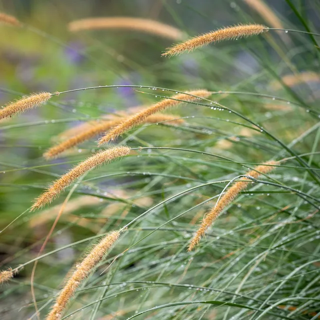 Sarah Raven Plants Pennisetum macrourum Federgras 3x 9 cm