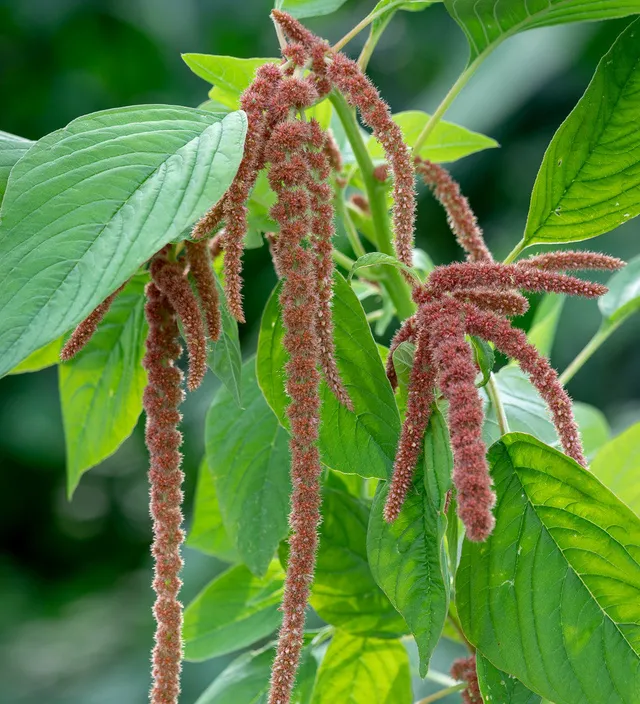 Sarah Raven Seeds Amaranthus Coral Fountain Samen 1000 Samen rosa
