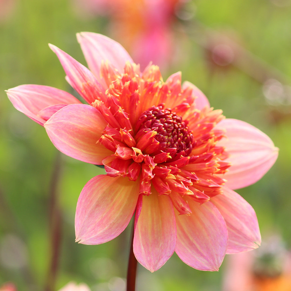 Sarah Raven Bulbs Dahlia Lava Glow Dahlienknollen Orange