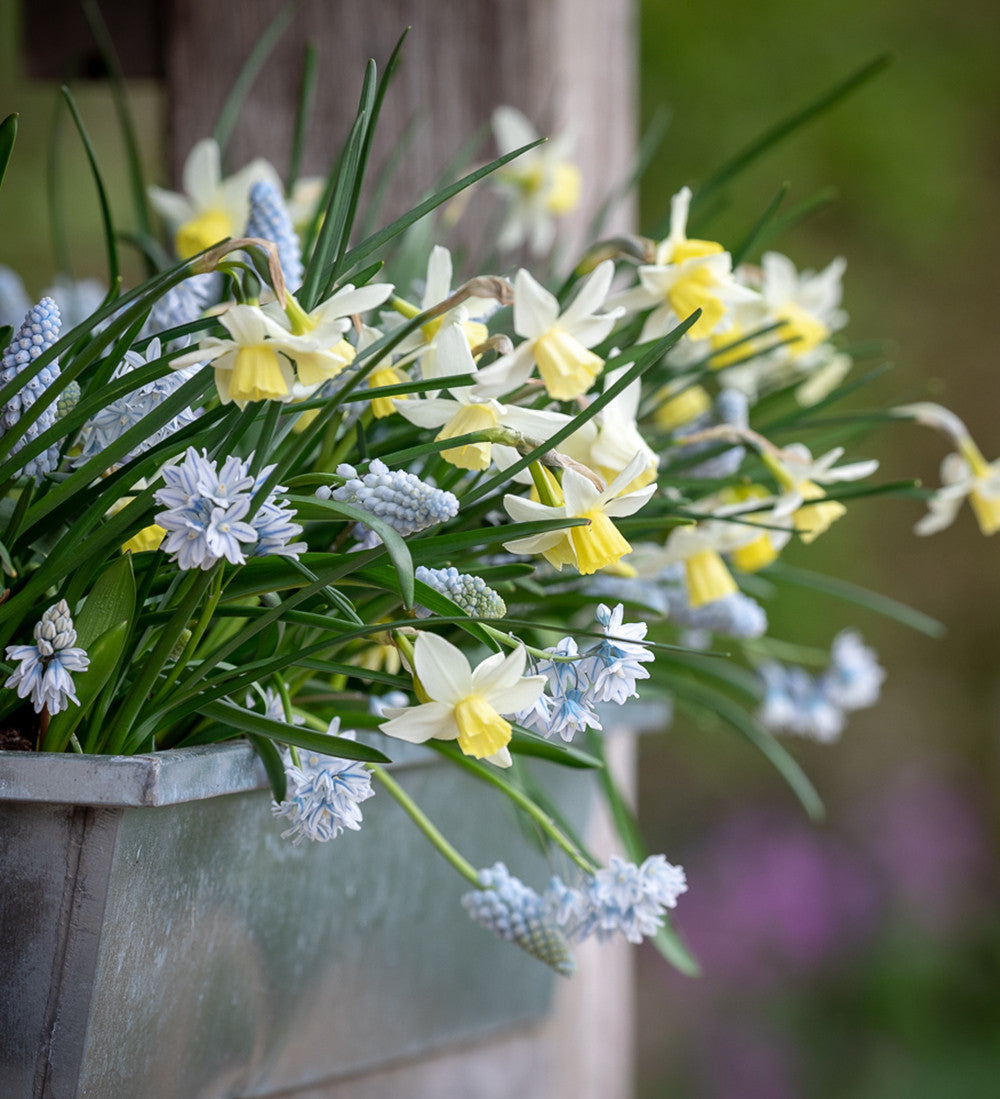 Sarah Raven Spring Window Box Blumenzwiebeln 30 Zwiebeln Beet