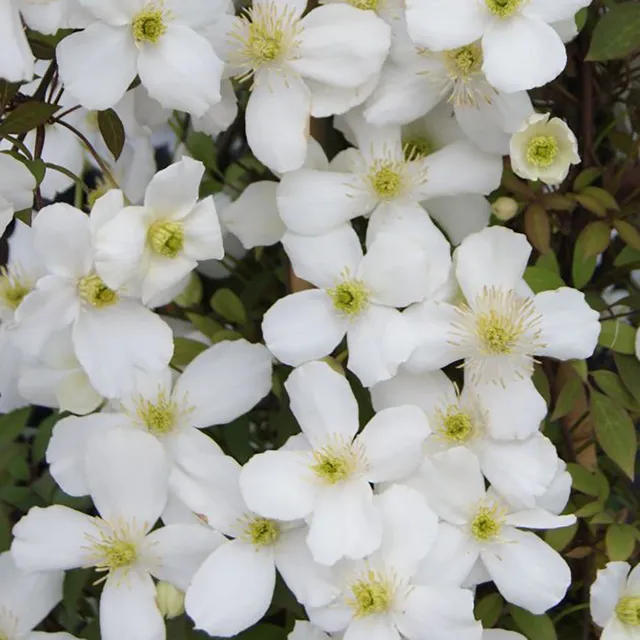 Sarah Raven Plants Clematis montana Spring Joy Kletterpflanze 2L Topf