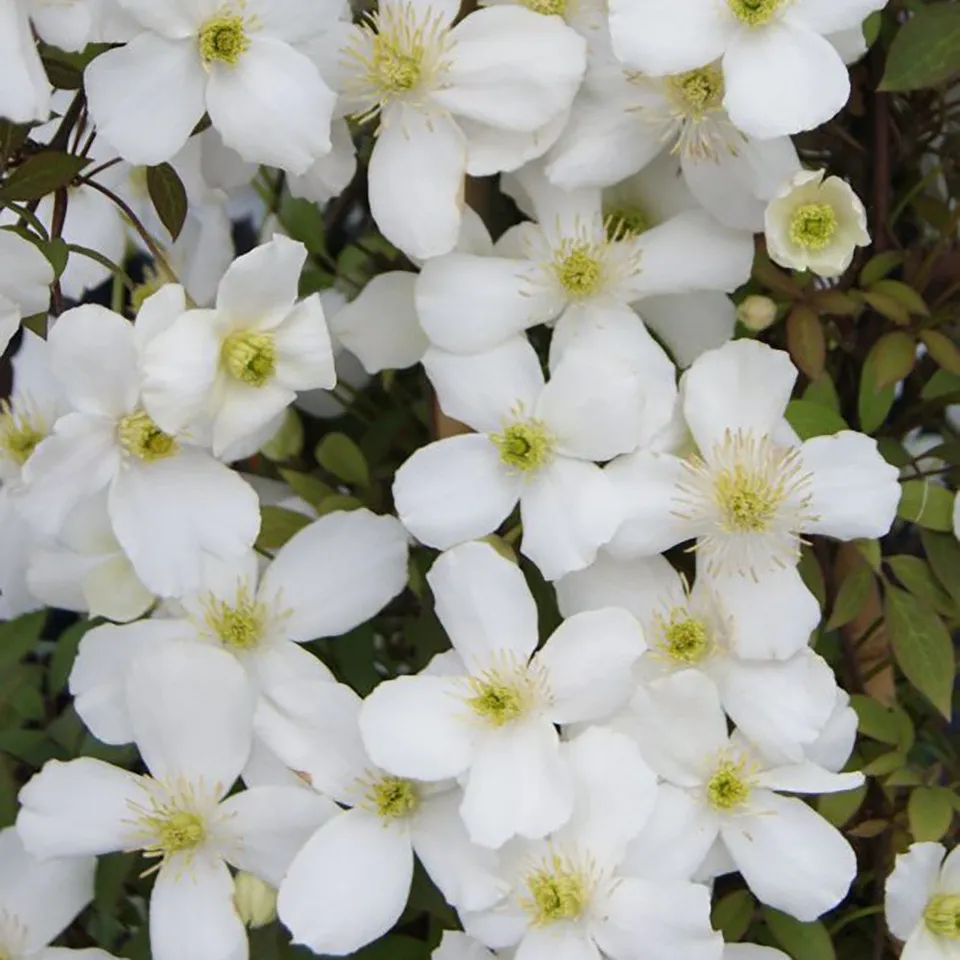 Sarah Raven Plants Clematis montana Spring Joy Kletterpflanze 2L Topf