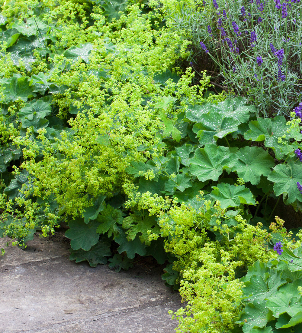 Sarah Raven Alchemilla mollis Frauenmantel 3 x 9cm Töpfe