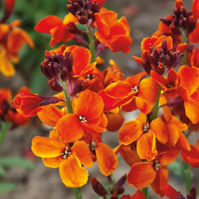 Sarah Raven Wallflower Fire King Goldlack 9x 9cm orange duftend
