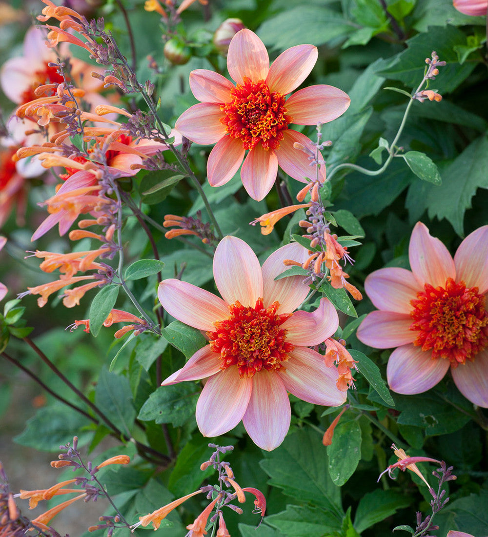 Sarah Raven Plants Agastache Navajo Sunset Samen 30 Samen bienenfreundlich