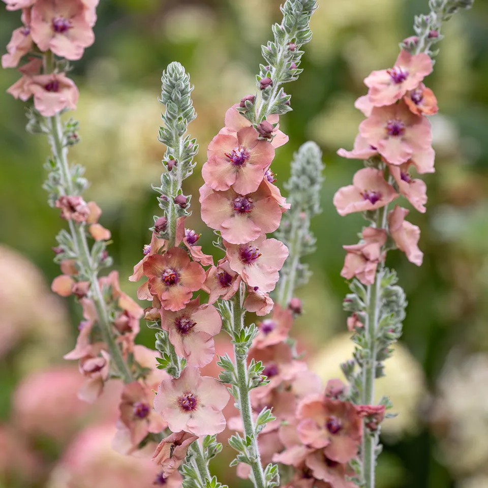 Sarah Raven Plants Verbascum Helen Johnson Pflanze 3x 9cm Topf