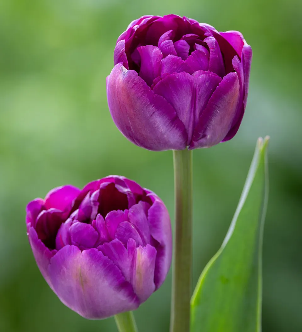 Sarah Raven Bulbs Tulpe Brother in Arms Blumenzwiebeln 10 Stück lila