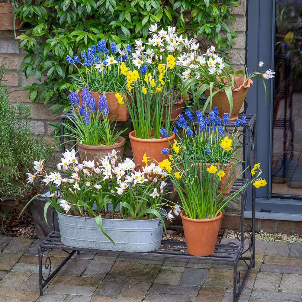 Sarah Raven Bulbs Plant Stand Blumenzwiebeln 45 Stück Blau Gelb Topf